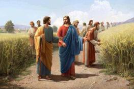 joio e o trigo Mt 13,24-43